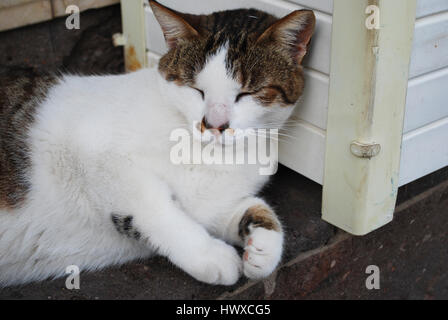 Bianco con macchie marroni pelo di gatto su una parete in legno. Foto Stock