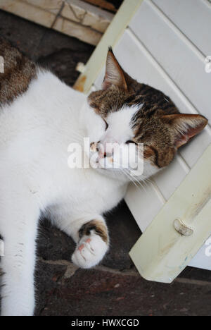 Bianco con macchie marroni pelo di gatto su una parete in legno. Foto Stock