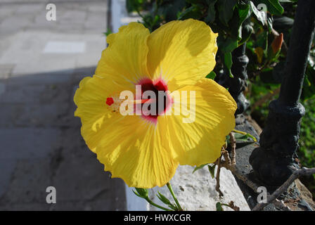 Hibiscus fiore giallo con Red Centre. Foto Stock