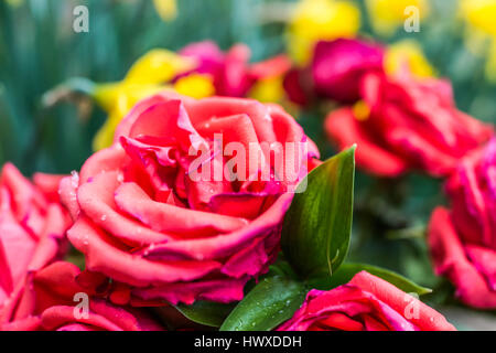 Macro closeup dei fiocchi di neve su red rose Foto Stock