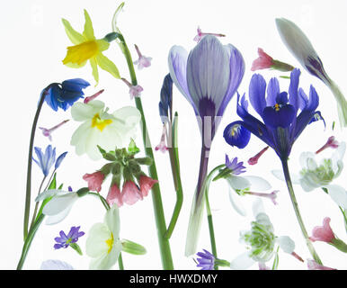 Fiori di primavera Foto Stock