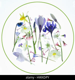 Fiori di primavera Foto Stock