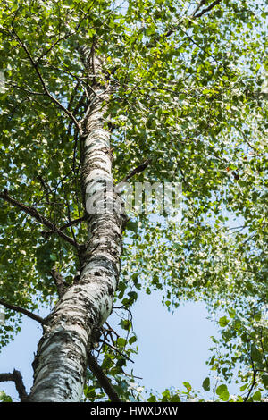 Tronco di legno di betulla bianco con rami verdi con foglie su sfondo cielo. Concetto di stagione, ecologia, la semplicità della natura, altezza Foto Stock