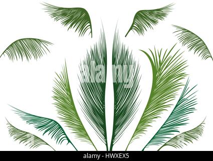 Verde Tropical foglie di palmo su sfondo bianco Illustrazione Vettoriale