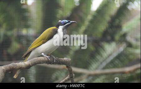 Blu-di fronte honeyeater bird presso lo Zoo di Tampa Foto Stock