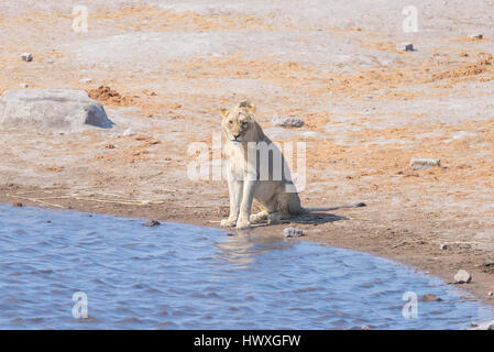 Giovane maschio Lion bere da waterhole in condizioni di luce diurna. La fauna selvatica Safari in Etosha National Park, la principale destinazione di viaggio in Namibia, Africa. Foto Stock