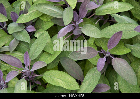 La Salvia officinalis 'Purpurea' o Purple Sage Foto Stock