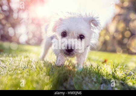 Giovane cucciolo fuori passeggiate nel parco in una giornata di sole Foto Stock