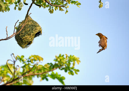 Una femmina di Baya Weaver (Ploceus philippinus) volare al suo nido in un grande albero in Thailandia Foto Stock