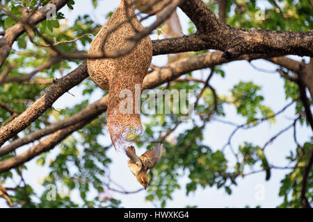 Una femmina di Baya Weaver (Ploceus philippinus) lasciando il nido in un grande albero in Thailandia Foto Stock