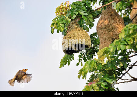 Una femmina di Baya Weaver (Ploceus philippinus) volare al suo nido in un grande albero in Thailandia Foto Stock