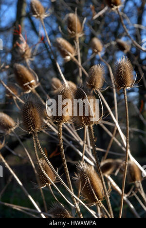 Cardo Foto Stock