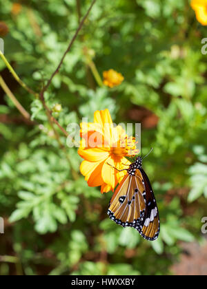 La Monarch Danaus chrysippus orientis africana di farfalla monarca, Pianura Tiger. Afrikaans nome: Melkbosskoenlapper su Tagete africano Foto Stock