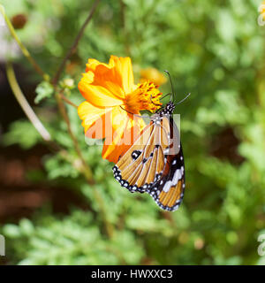 La Monarch Danaus chrysippus orientis africana di farfalla monarca, Pianura Tiger. Afrikaans nome: Melkbosskoenlapper su Tagete africano Foto Stock