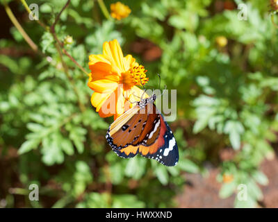 La monarch danaus chrysippus orientis africana di farfalla monarca, pianura tiger. afrikaans nome: melkbosskoenlapper su tagete africano Foto Stock