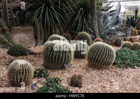 ECHINOCACTUS GRUSONII. GOLDEN BARREL CACTUS. Madre-in-legge cuscino. Cactus COLTIVAZIONE IN SERRA A RHS Wisley. Foto Stock