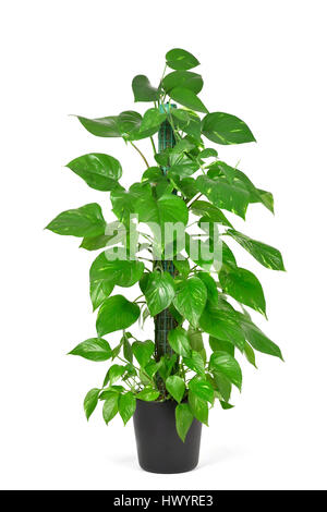 Un Epipremnum aureum pianta, noti anche come Golden pothos, su sfondo bianco Foto Stock