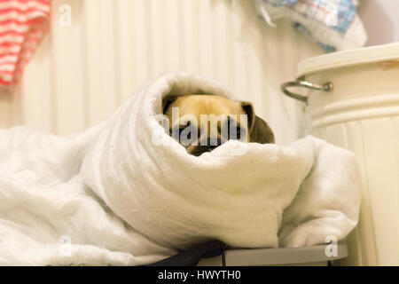 Cucciolo di cane di brocca Foto Stock