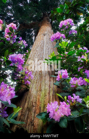 Rododendri e cedro. Molle di cristallo Rhododendron Garden. Portland, Oregon Foto Stock