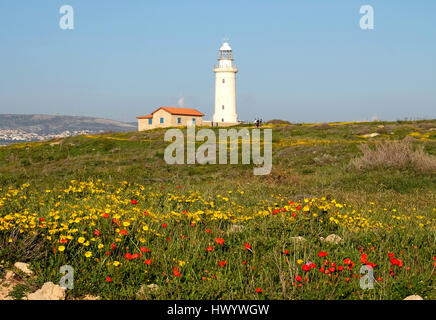 Fiori Selvatici, (corona margherite Chrysanthemum Coronarium) in piena fioritura a Paphos Parco Archeologico con il faro di Paphos in distanza. Foto Stock