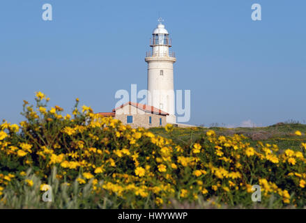 Fiori Selvatici, (corona margherite Chrysanthemum Coronarium) in piena fioritura a Paphos Parco Archeologico con il faro di Paphos in distanza. Foto Stock