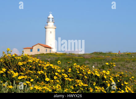 Fiori Selvatici, (corona margherite Chrysanthemum Coronarium) in piena fioritura a Paphos Parco Archeologico con il faro di Paphos in distanza. Foto Stock