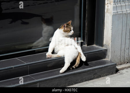 Divertente strada Cat seduto come un re della strada Foto Stock