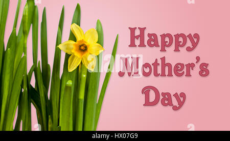 Felice Festa della Mamma sfondo con narcisi Foto Stock