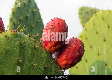 Red fichidindia in mattinata l'umidità Foto Stock