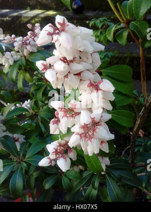 Fiori rosa e bianchi della sarcococca, o fiamma della foresta, una boccola Japonica Foto Stock