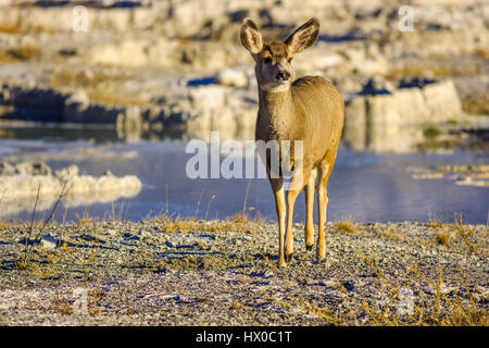 Nero Tailed Deer nel Parco Nazionale di Yellowstone in Wyoming, STATI UNITI D'AMERICA Foto Stock