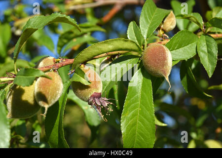 Acerbi peach sulla struttura ad albero Foto Stock