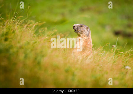La marmotta alert in prossimità del foro su un prato nelle Dolomiti Foto Stock