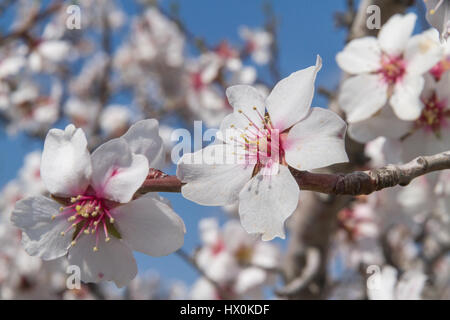 Grappolo di fiori di colore rosa di albicocca tree contro il cielo blu Foto Stock