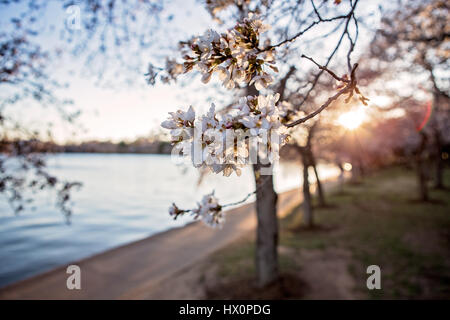 Ciliegia giapponese alberi in fiore linea il bacino di marea al tramonto sul National Mall di Washington, D.C. Marzo 22, 2017. Foto Stock