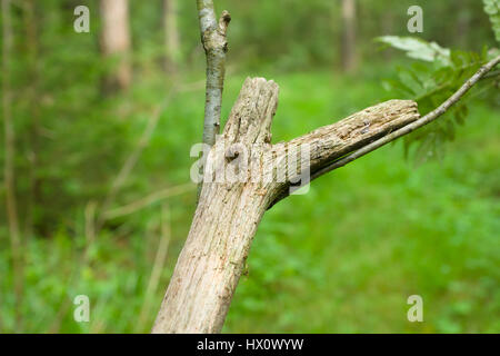 Il vecchio mossy log in una fitta foresta Foto Stock