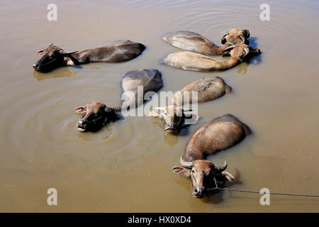 Bufali d'acqua in un fiume, Sumbava, Indonesia Foto Stock