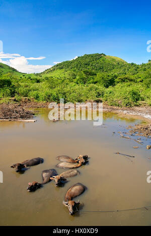 Bufali d'acqua in un fiume, Sumbava, Indonesia Foto Stock