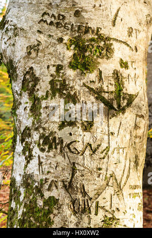 Incisi tronco di faggio, in Francia, in barrique di rovere di Allier, Tronçais foresta, Saint-Bonnet-Troncais Foto Stock