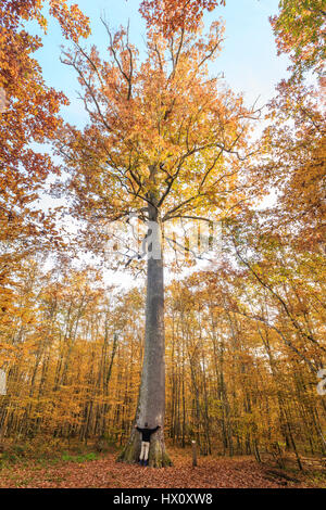 In Francia, in barrique di rovere di Allier, Tronçais foresta, Saint-Bonnet-Troncais, notevole sessili Stebbing quercia in autunno (Quercus petraea), la più bella della foresta Foto Stock