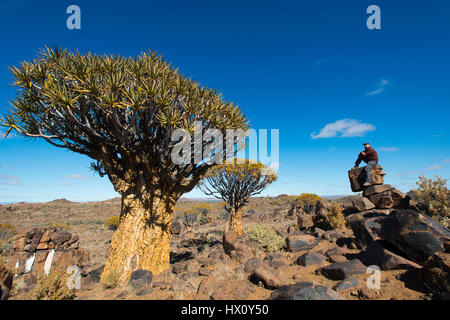 Uomo si siede su una roccia nella faretra alberi foresta (Aloe dichotoma) vicino a Keetmanshoop, Namibia Foto Stock