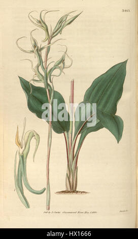 Questa illustrazione botanica del Curtis’ Botanical Magazine raffigura Eltroplectris calcarata, precedentemente nota come Neottia calcarata, una specie di orchidea. L'incisione dettagliata evidenzia la struttura della pianta e le caratteristiche uniche, importanti per gli studi botanici. Foto Stock