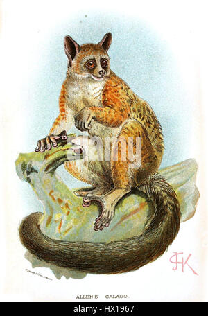 Galago alleni, comunemente noto come il bambino di Allen, è un piccolo primate notturno che si trova in alcune parti dell'Africa. Conosciuta per i suoi grandi occhi e la coda cespugliosa, è adatta alla vita nella foresta. La specie è nota per la sua agilità, saltando da un albero all'altro, e per la sua dieta specializzata di insetti e frutti. Foto Stock