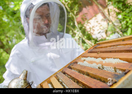 Primo piano di apicoltore lavorando su alveare Foto Stock