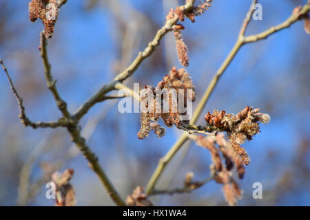 Fioritura di pioppo color argento. Argento Poplar Tree in primavera. Il pioppo di lanugine dai fiori - orecchini. Foto Stock