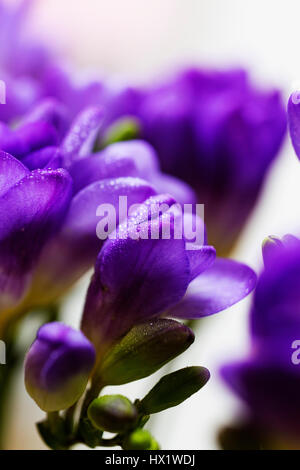 Viola Fresia fiore Foto Stock