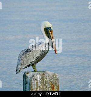 Pellicano marrone (Pellicani occidentalis) nel profilo con la preda fuori della sua bocca. Il numero 3 di 6 in una serie. Cedar Key, Florida, Stati Uniti d'America Foto Stock