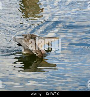 Pellicano marrone (Pellicani occidentalis) nel profilo e galleggiante con la preda fuori della sua bocca. Cedar Key, Florida, Stati Uniti d'America Foto Stock