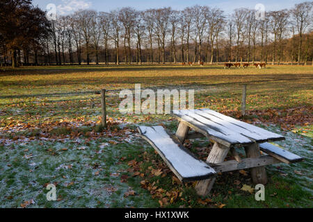 Di cui è stato eseguito il rip banco picnic vicino castello Hernen nella provincia olandese di Gelderland Foto Stock