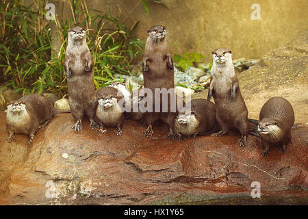 Bella giocoso lontre nel supporto simmetrico allo zoo Foto Stock